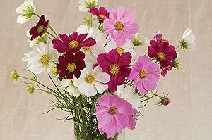 Cosmos Versailles Series Mix flower seeds for stunning blooms