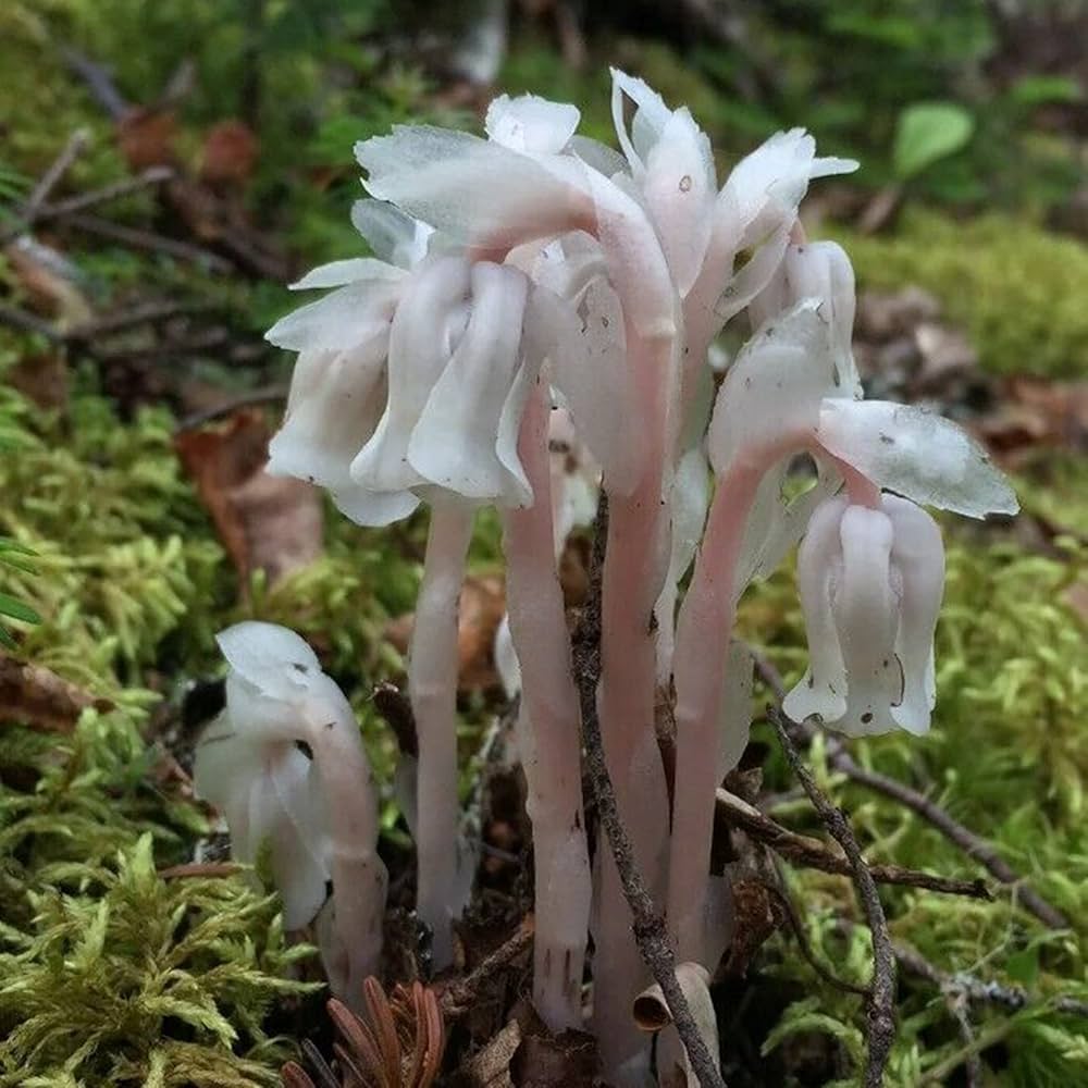 Monotropa Flower Seeds Monotropa uniflora for planting in flower bed