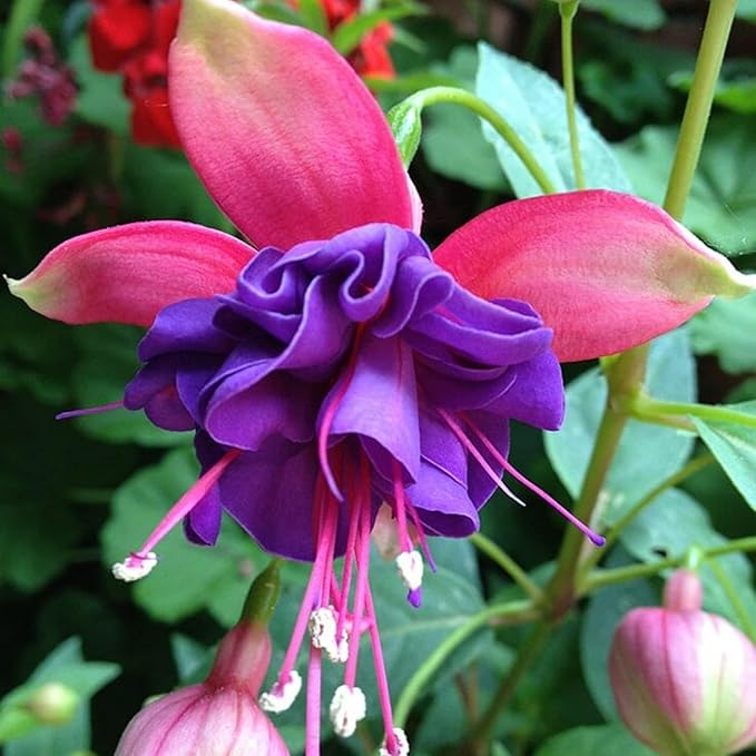 Fuchsia Flower Fuchsia spp. for planting in flower bed