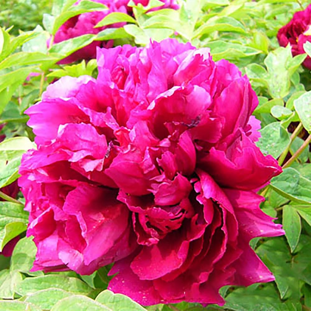 Chinese Peony Paeonia for planting in flower bed