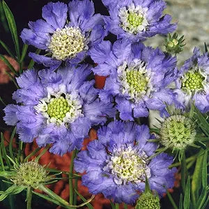 Pincushion Flower Scabiosa atropurpurea for planting in flower bed