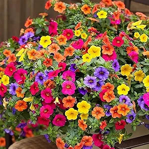 Mixed Hanging Petunia Petunia spp for planting in hanging baskets