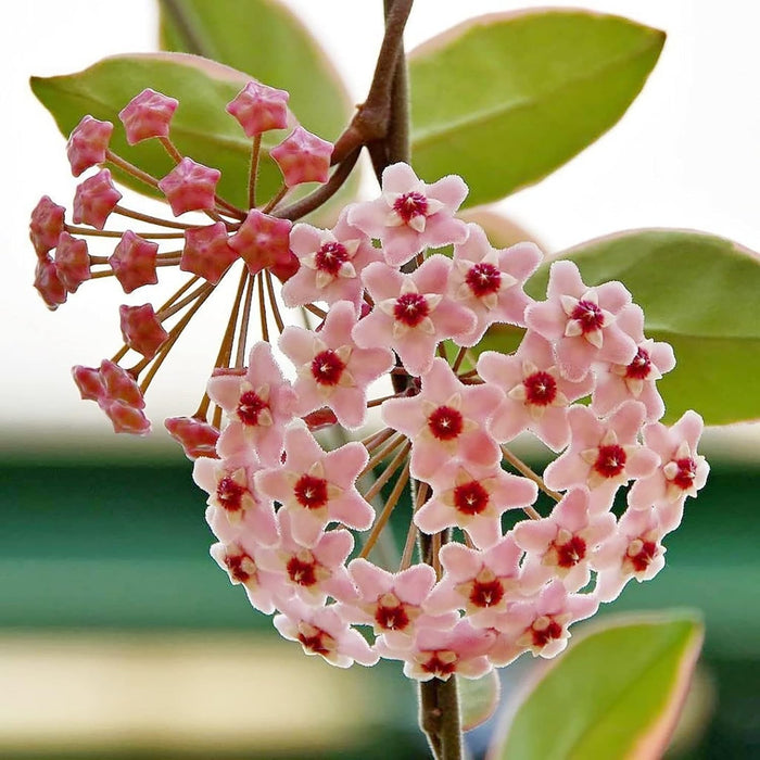 Hoya Flower seeds for Planting - Hardy Variety, Heirloom & GMO Free Seeds for Home Garden
 
 Sale for planting in home garden