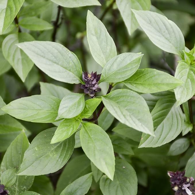 Basil Dolce Fresca Seeds For Gardening & Planting | Premium Quality Herb Lush Flavorful Plants