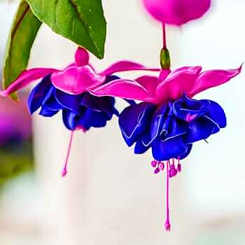 Double Petal Blue Fuchsia Seeds For Planting - Add Unique Blooms To Your Collection