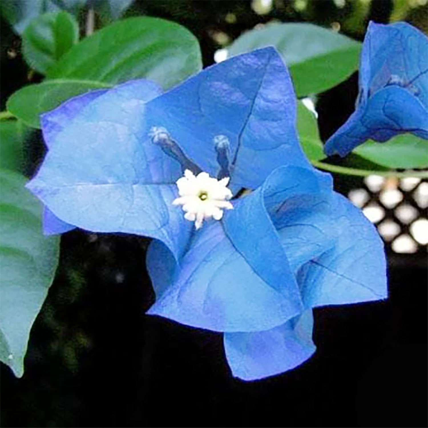 Blue Bougainvillea Spectabilis Seeds Vibrant And Showy Bracts Favorite Choice For Adding Color