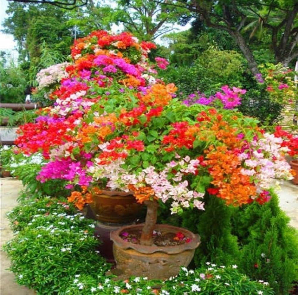 Bougainvillea Bougainvillea spp. for planting in flower bed