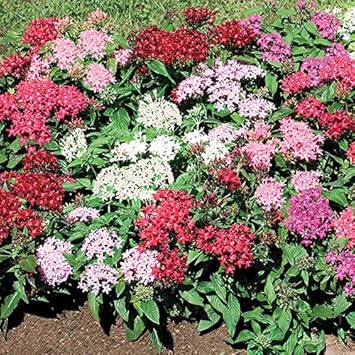 Pink Aster Callistephus Flower Seeds for Planting Low Maintenance Heirloom & GMO Free Seeds for Home Garden
 
 Sale for planting in home garden