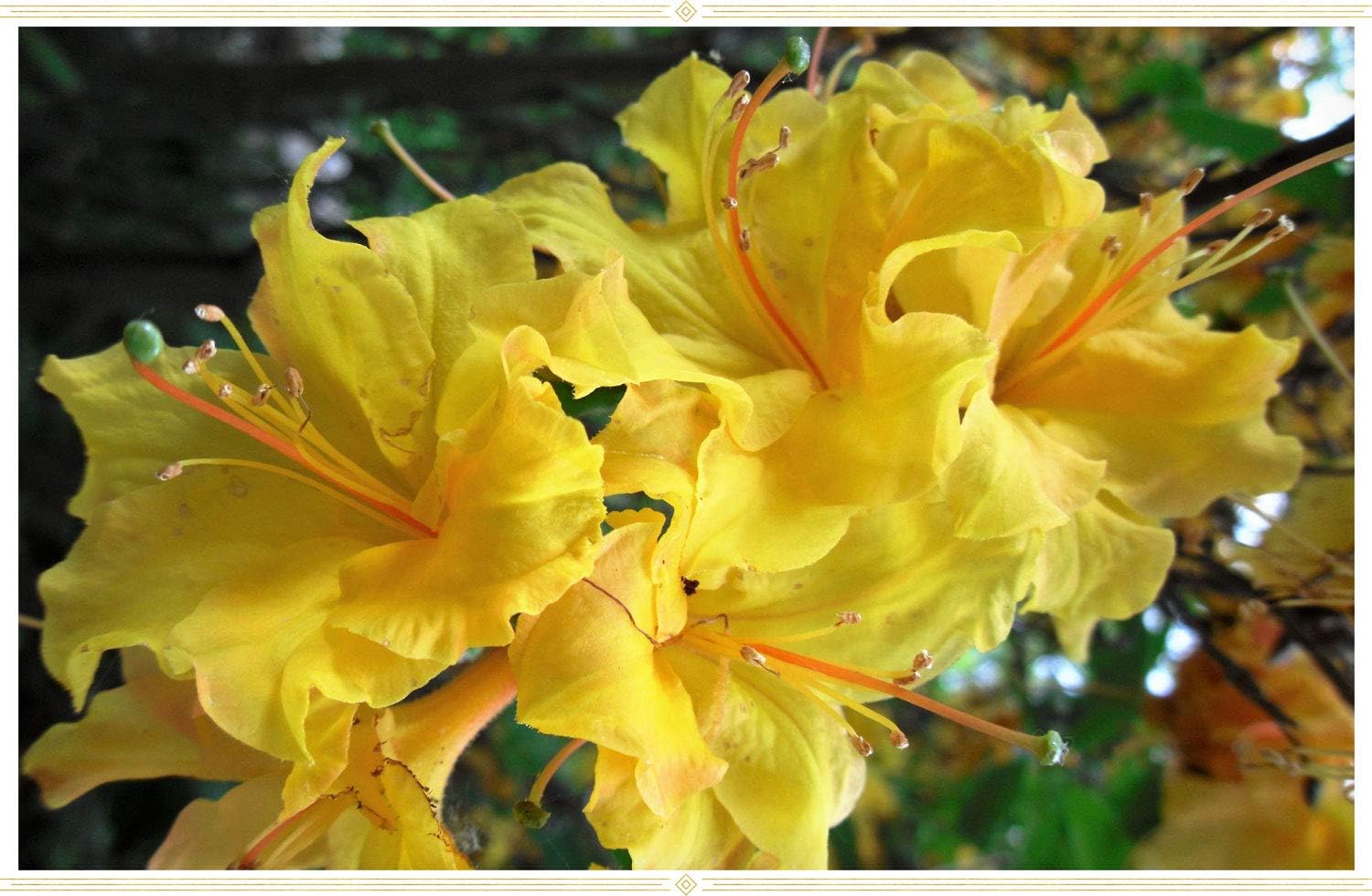 Azalea Yellow Flower Seeds For Gardening