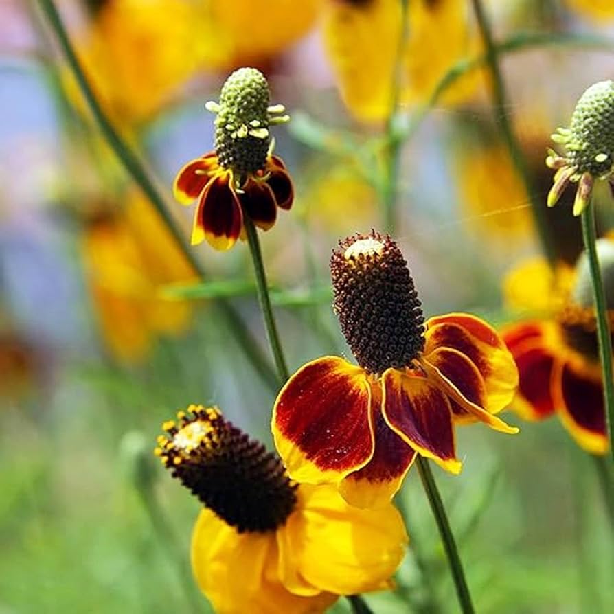 Mexican Hat Coneflower Ratibida columnifera for planting in wildflower garden