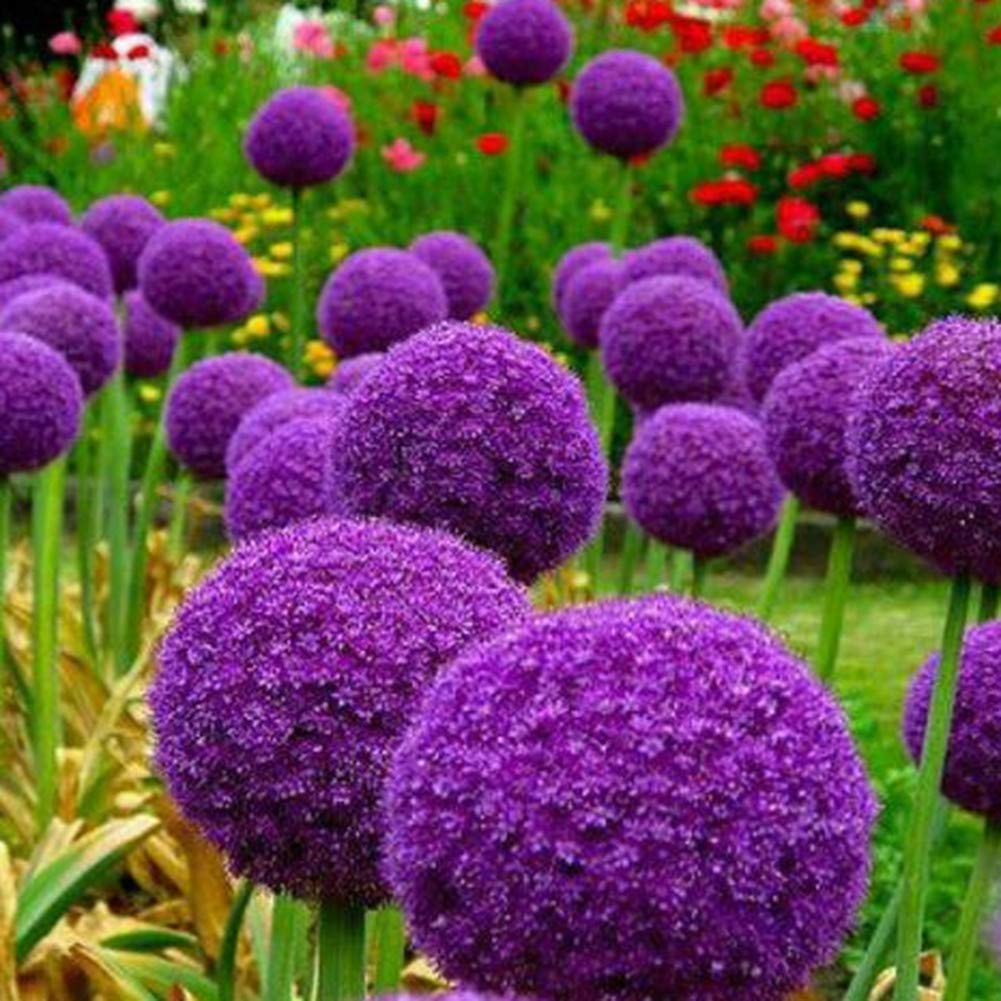 Allium giganteum flower seeds for rare ornamental gardens