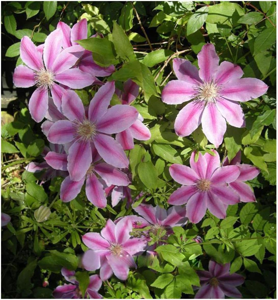 Pink Clematis Hybrid Flower seeds for Planting - Bright Blooms, Heirloom & GMO Free Seeds for Home Garden
 
 Sale seeds for planting in home garden