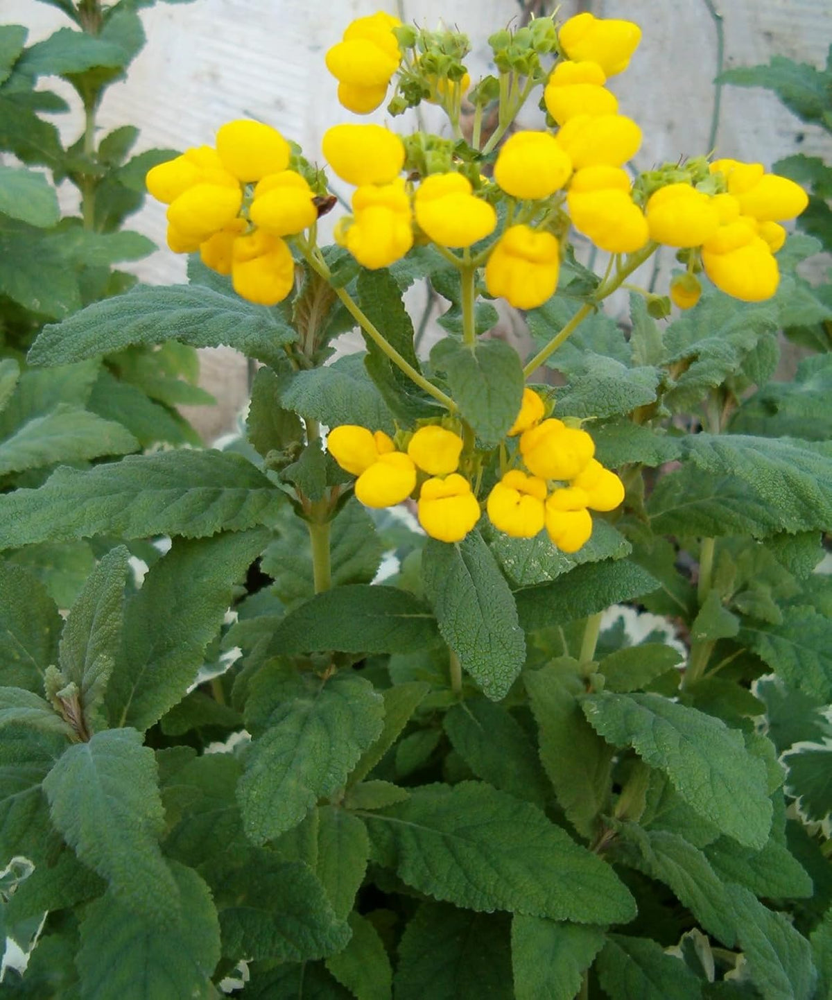 Calceolaria Flower seeds for Planting - Perfect for Borders, Heirloom & GMO Free Seeds for Home Garden
 
 Sale seeds for planting in home garden