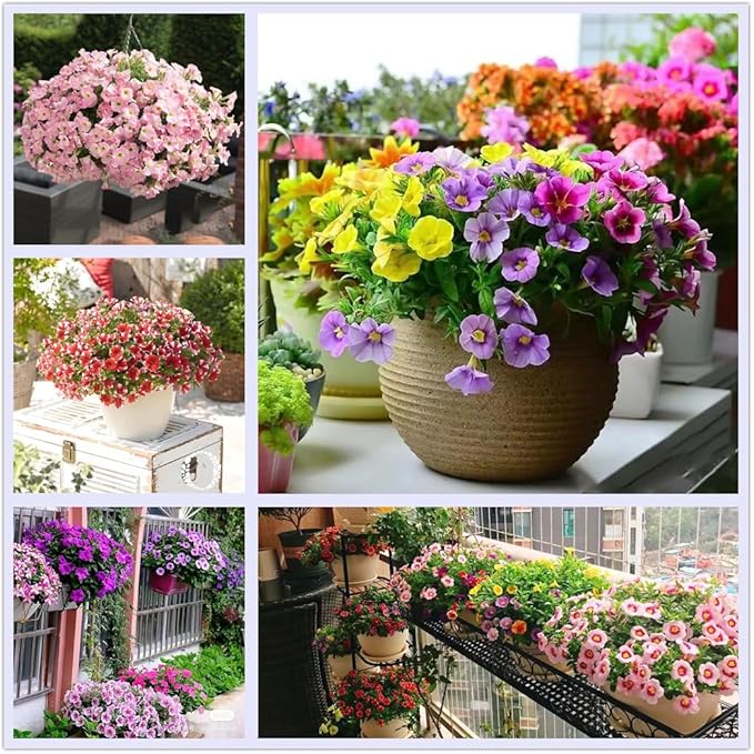 Petunia Petunia spp. for planting in flower bed