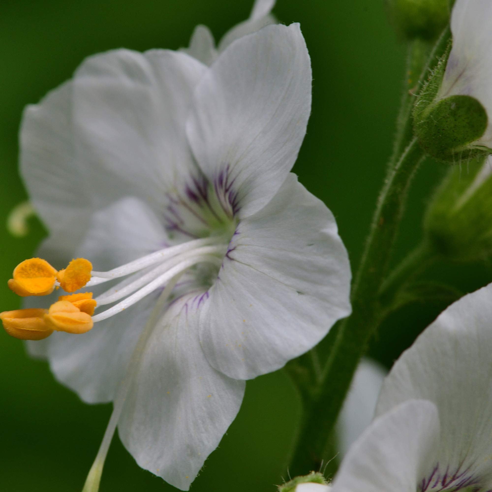 Polemonium Bianco Perla Polemonium caeruleum Seeds for planting in flower bed