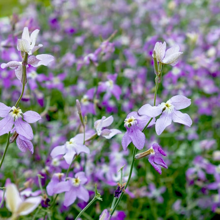 Evening (Night) Scents Stock Matthiola bicornis flower seeds