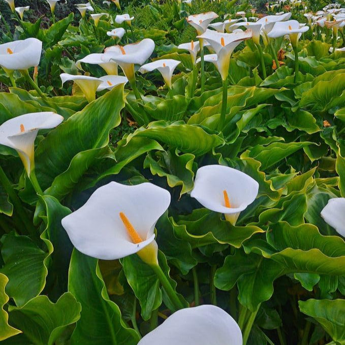 Calla Flower seeds for Planting Drought Tolerant Heirloom & GMO Free Seeds for Home Garden 
 
 Sale seeds for home garden planting