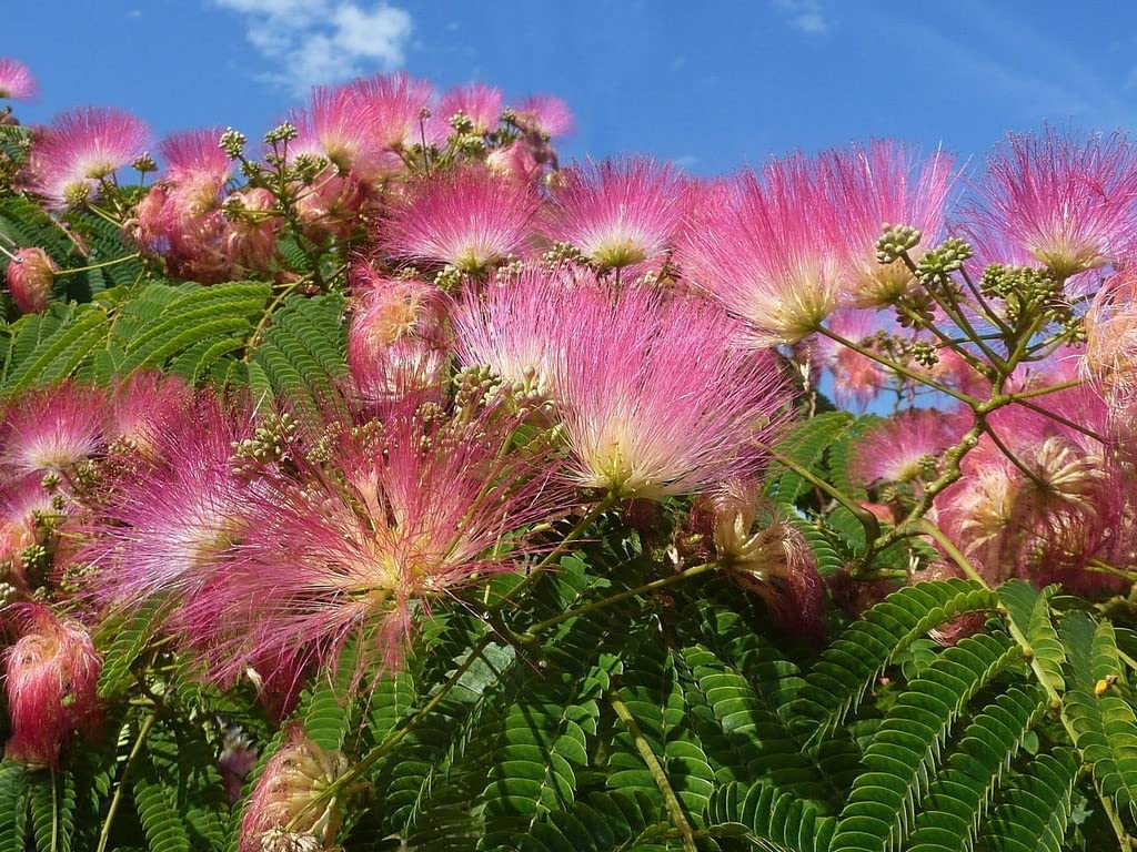 Albizia Flower Seeds Planting Pink