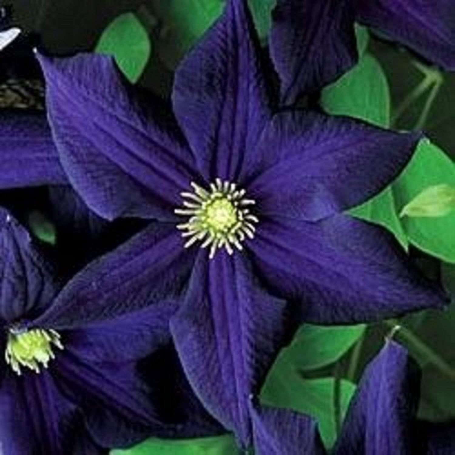 Dark Purple Clematis Seeds Bloom Climbing Perennial Flowers Seed Flower Vine Best Selling