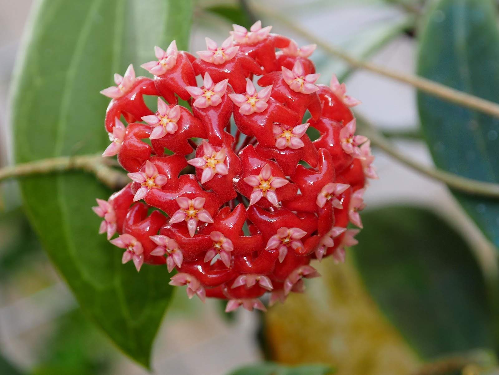Mixed Hoya Hoya spp for planting in indoor garden