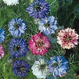 Nigella Double Love in the Mist Mix seeds for unique blooms
