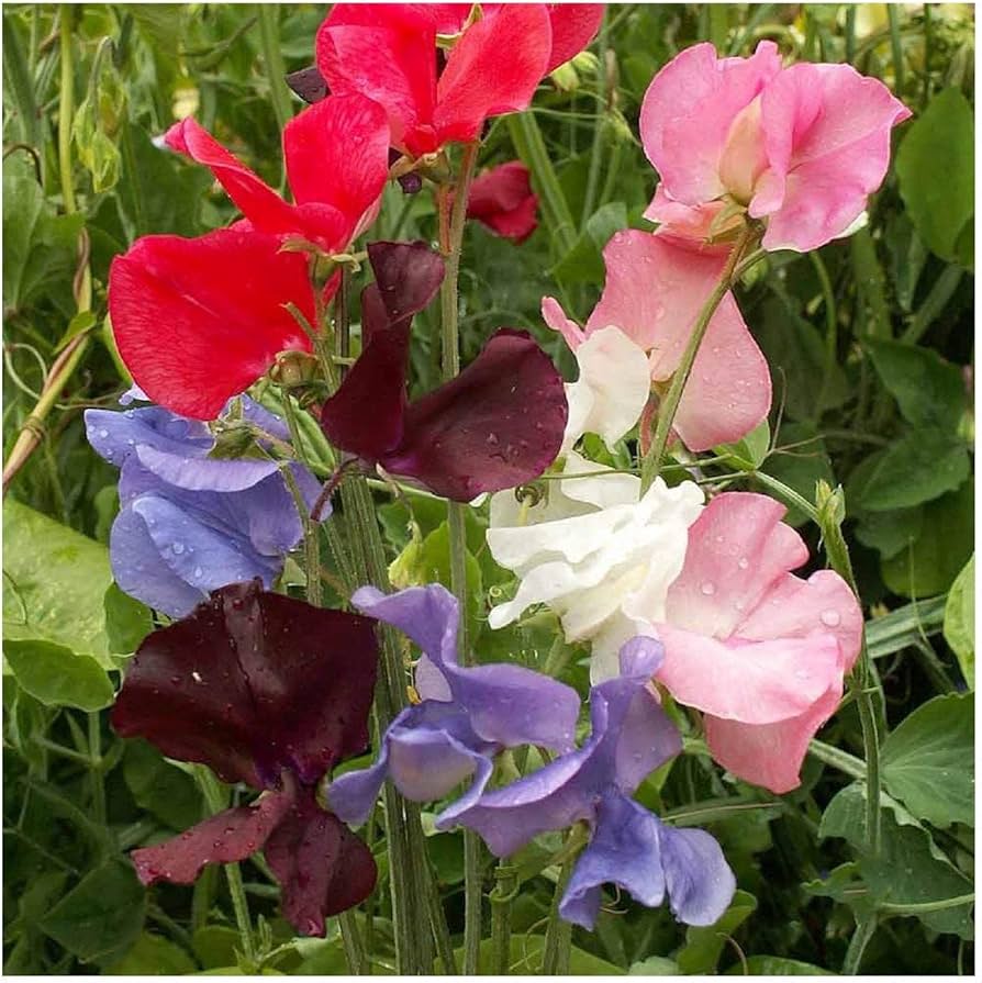 Early Multiflora Mix Sweet Pea for planting in flower bed