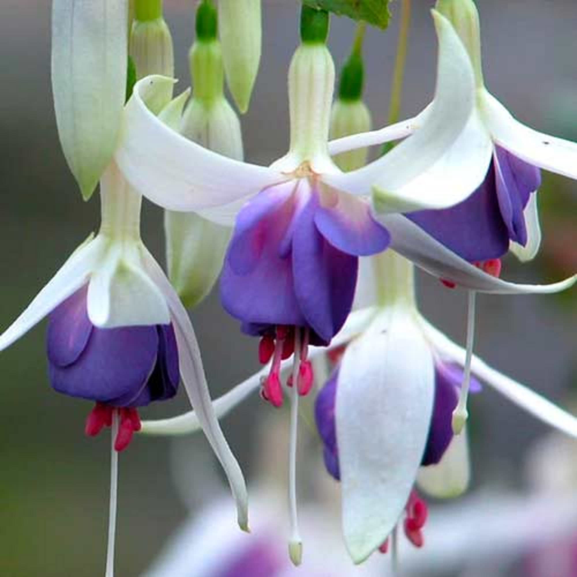 White Violet Fuchsia Seeds For Stunning Garden Planting