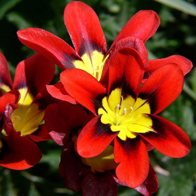 Harlequin (Harlequin Flower) seeds for planting in home garden