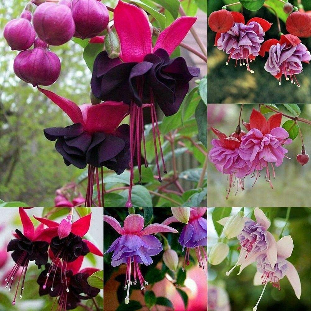 Mixed Double Petals Fuchsia Flower Seeds For Planting