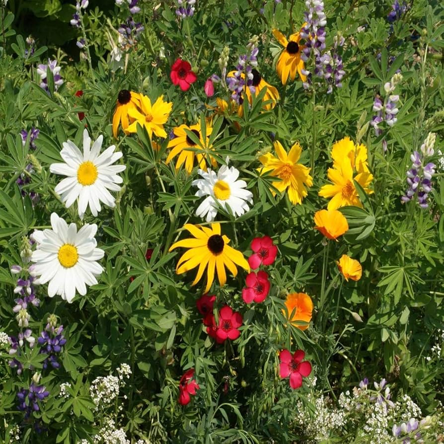 Florida & Gulf Coast Wildflower Seeds for planting in flower bed