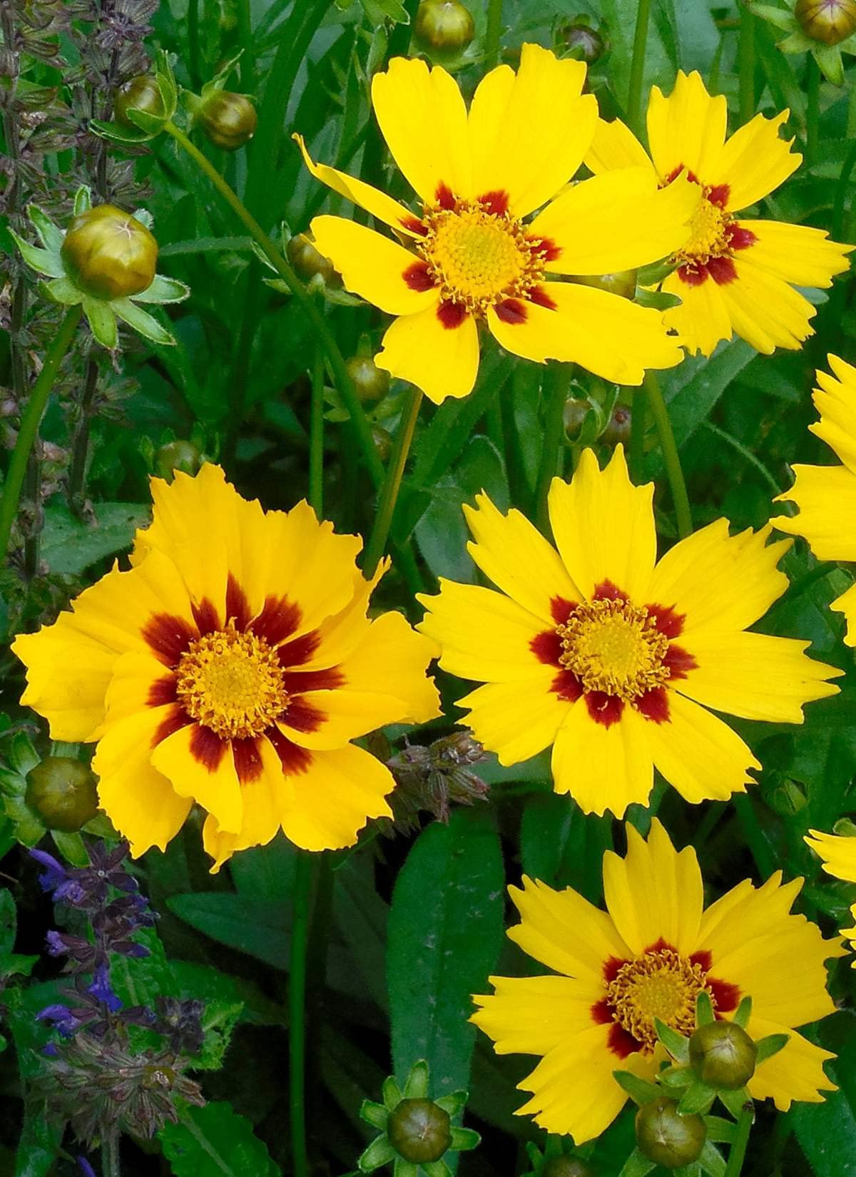 Coreopsis (Coreopsis Cosmos) seeds for planting in home garden