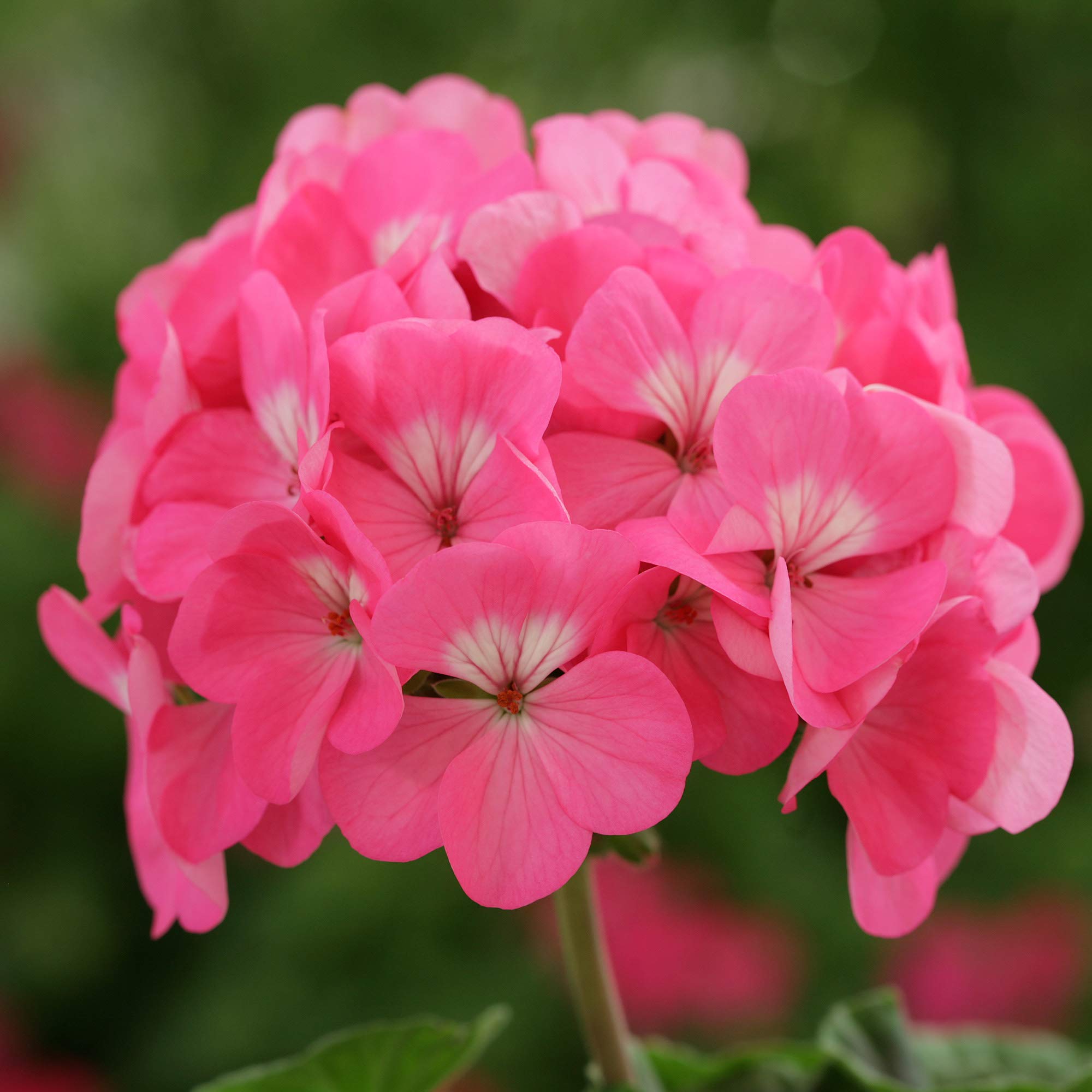 Vibrant Geranium Seeds For Planting: Perennial Pelargonium Peltatum Soothing Gardens Flower