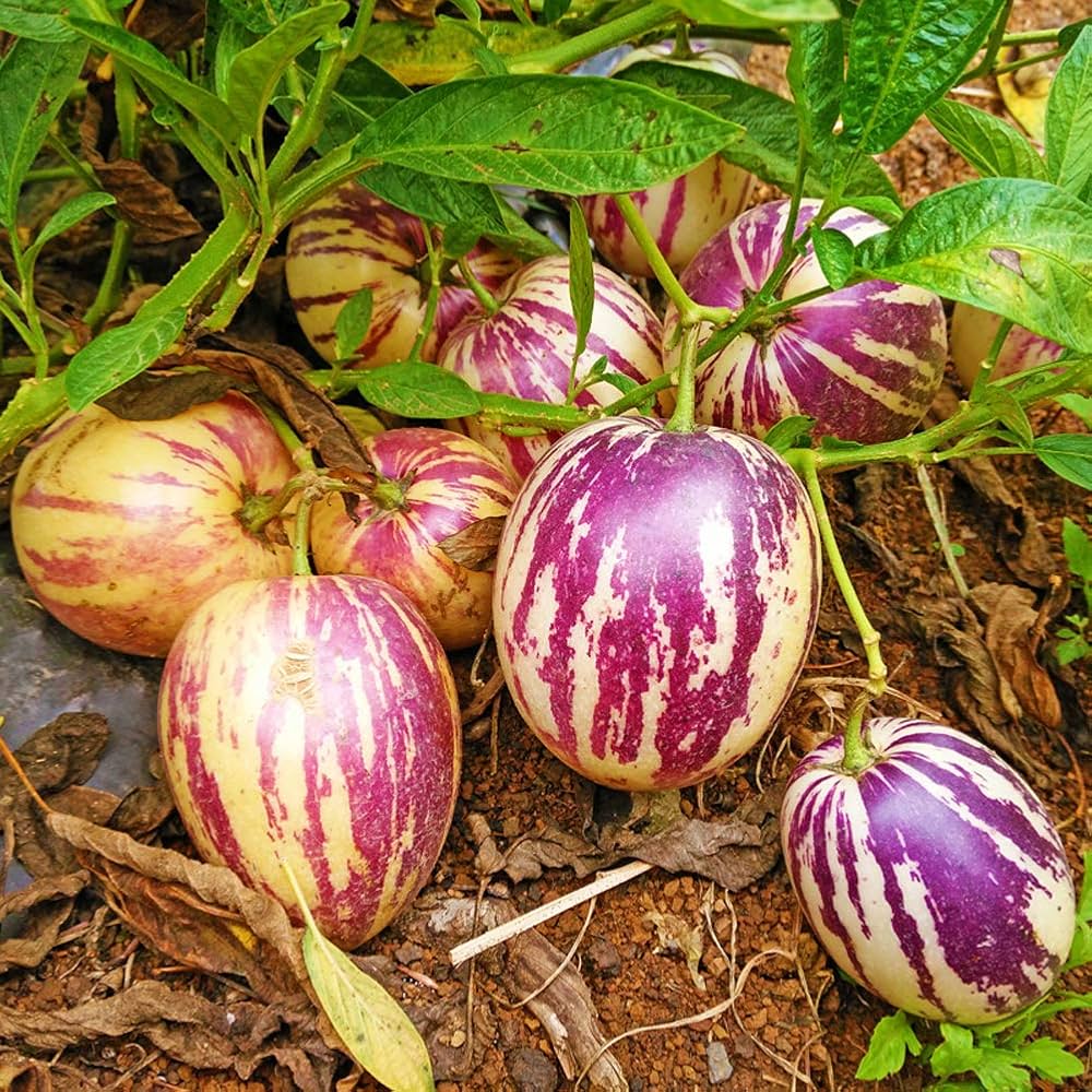 Solanum Muricatum Melon Pear Fruit Seeds for planting in vegetable patch