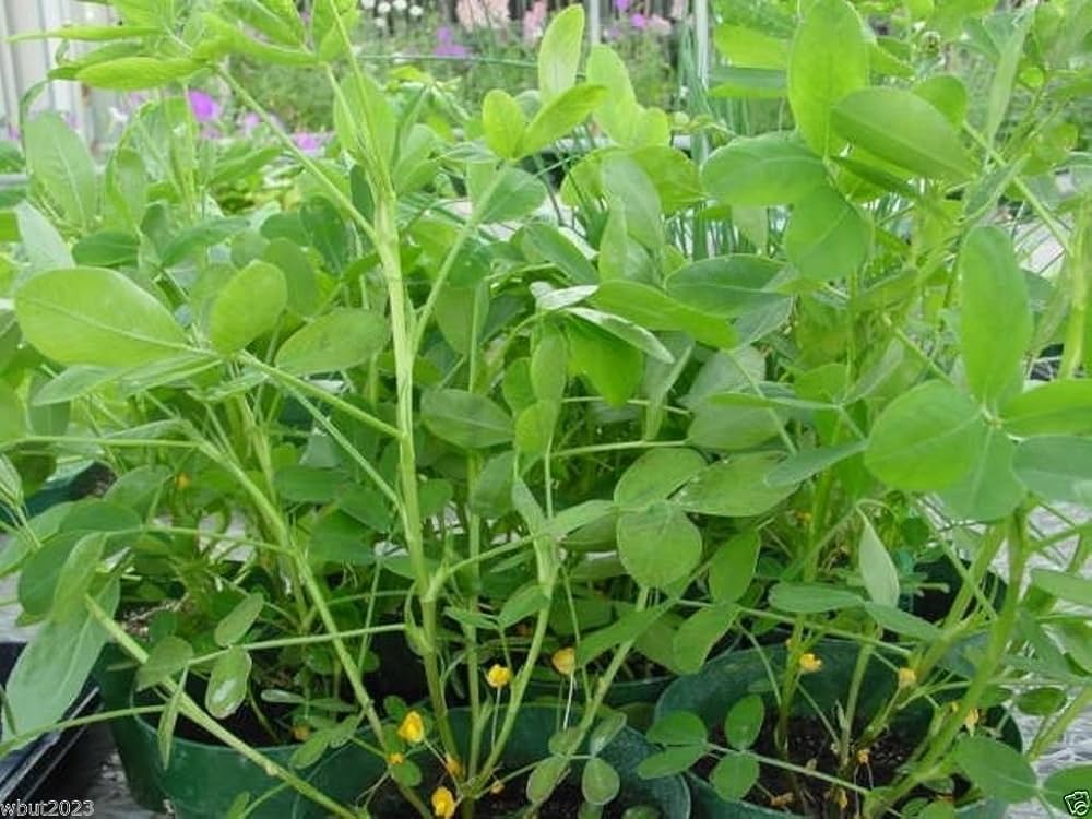 Champ Peanut Arachis hypogaea for planting in edible patch