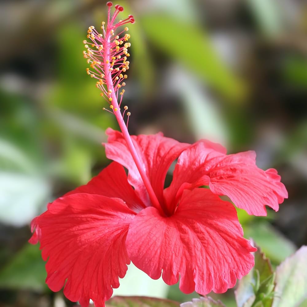 Hibiscus Rosa-sinensis for planting in tropical garden
