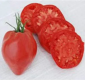 Heart Tomato Solanum lycopersicum for planting in vegetable patch
