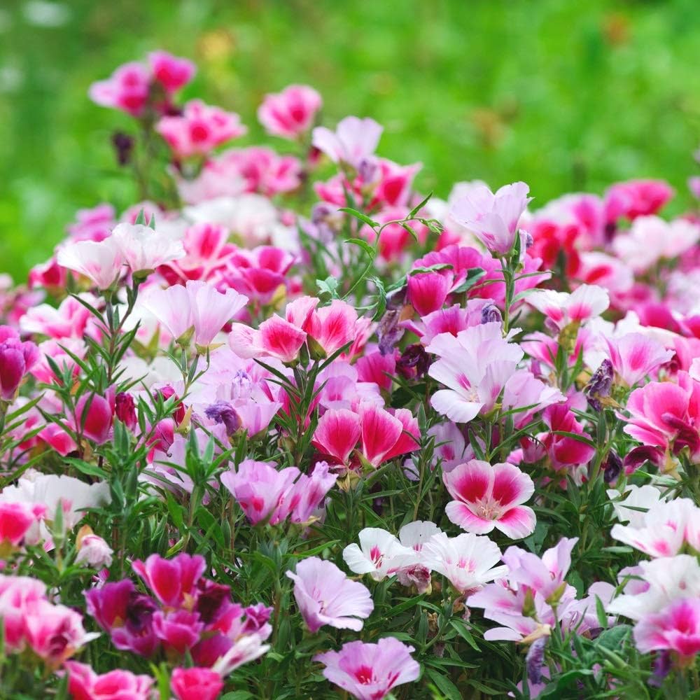 Mixed Godetia Flower seeds for Planting - Bright Blooms, Heirloom & GMO Free Seeds for Home Garden
 
 Sale seeds for planting in home garden