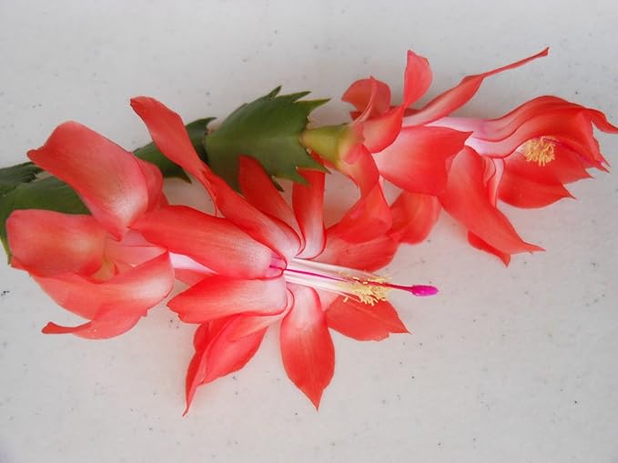 Orange (Orange Schlumbergera) seeds for planting in home garden