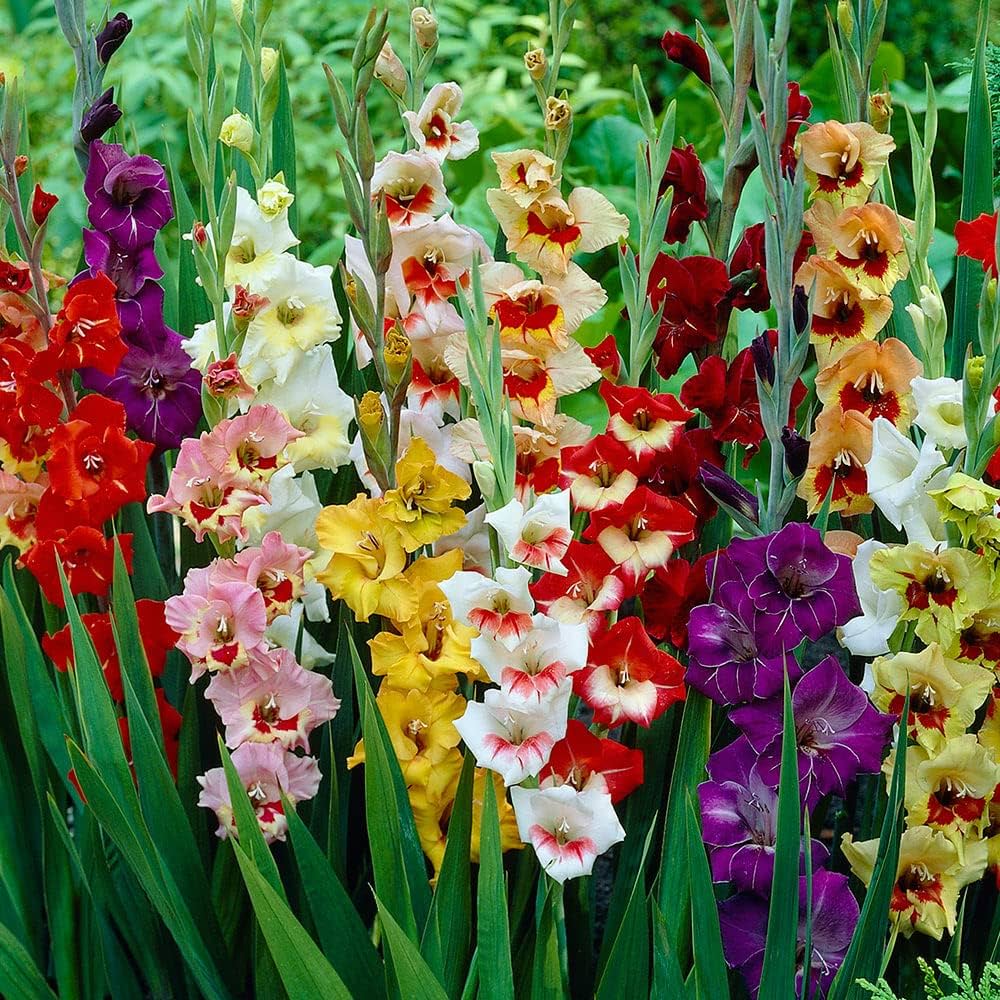 Vibrant Gladiolus Flower Seeds - Mixed Colors For Stunning Garden Displays