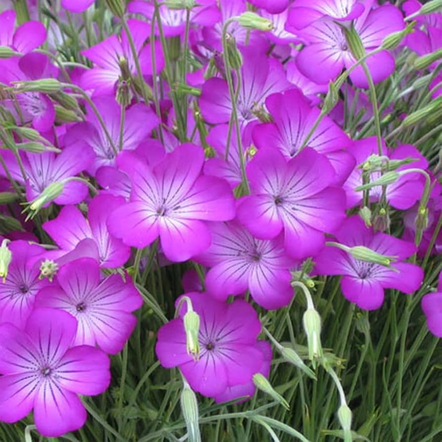 Agrostemma Rose flower seeds for elegant, hardy blooms