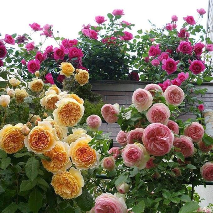 Climbing Rose seeds for elegant vines
