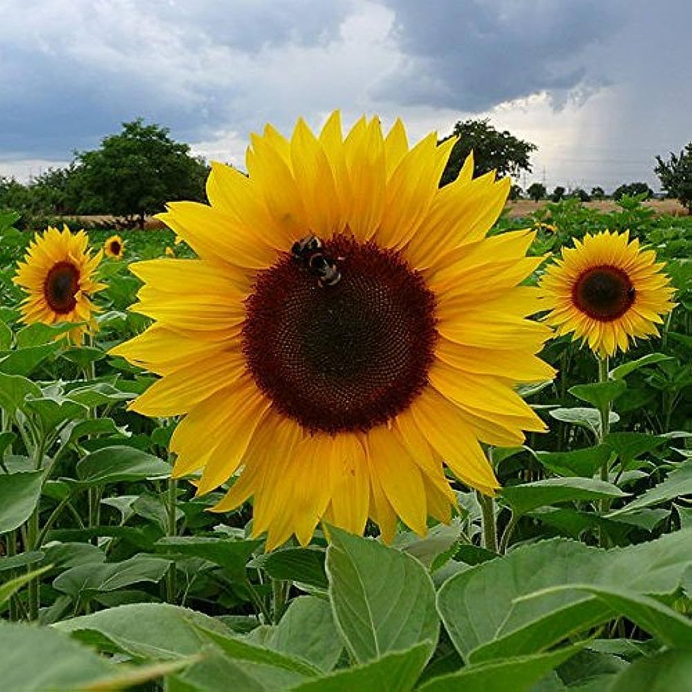 Giant Edible Sunflower Seeds for Nutritious, Large Sunflowers