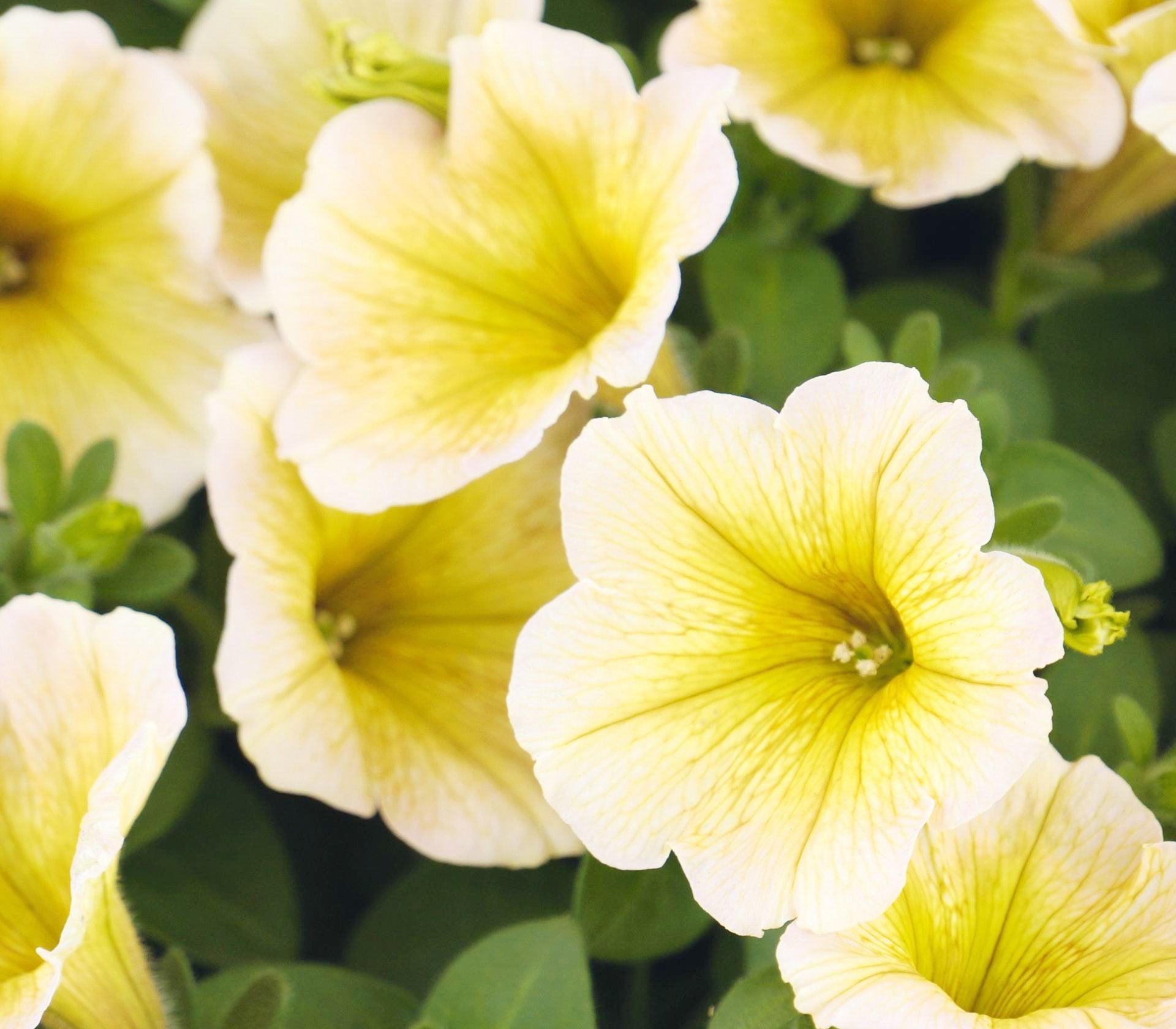 Petunia Flower Seeds White & Yellow For Striking Planting