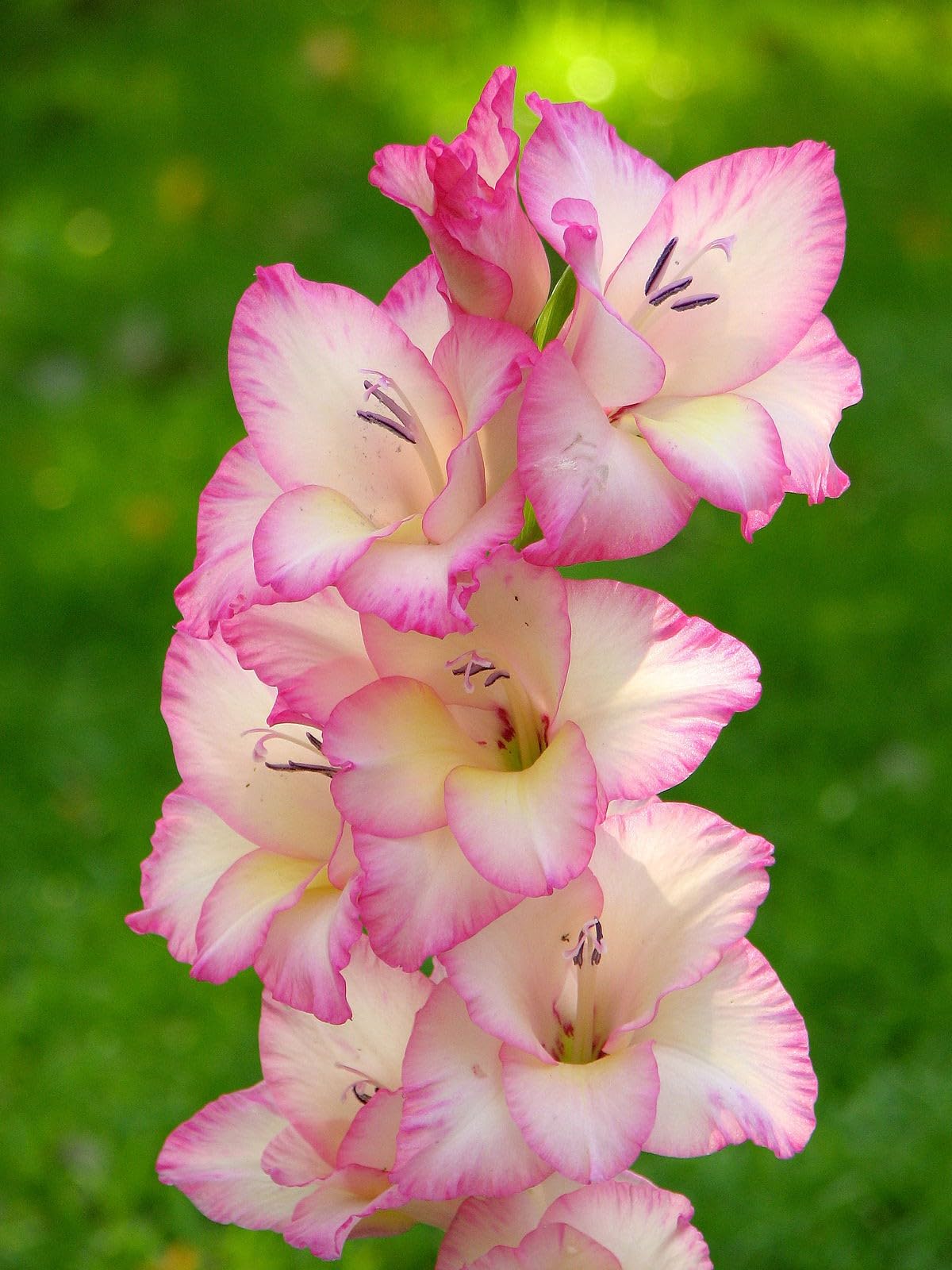 White-Pink Gladiolus Seeds For Elegant Planting And Stunning Displays