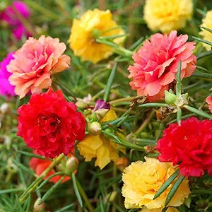 Moss Rose Mixed Flower Portulaca grandiflora for planting in flower bed