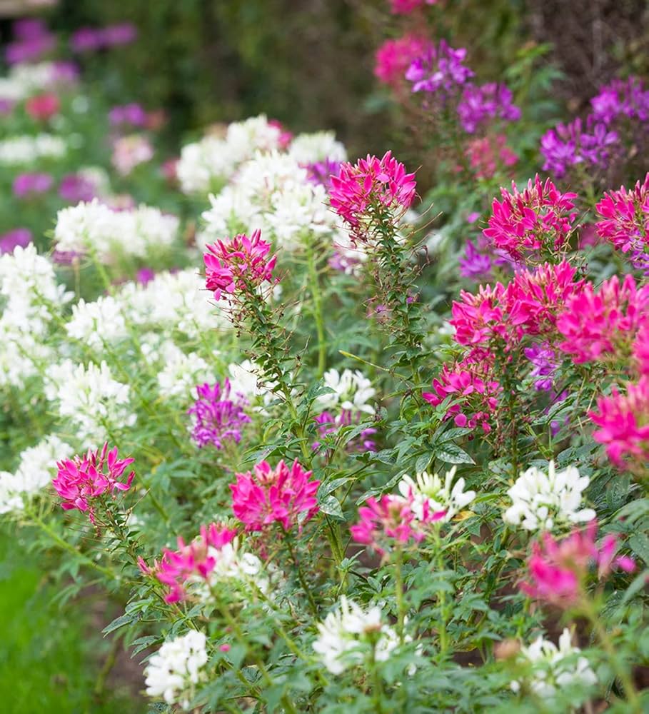 Cleome Cleome hassleriana for planting in flower bed.