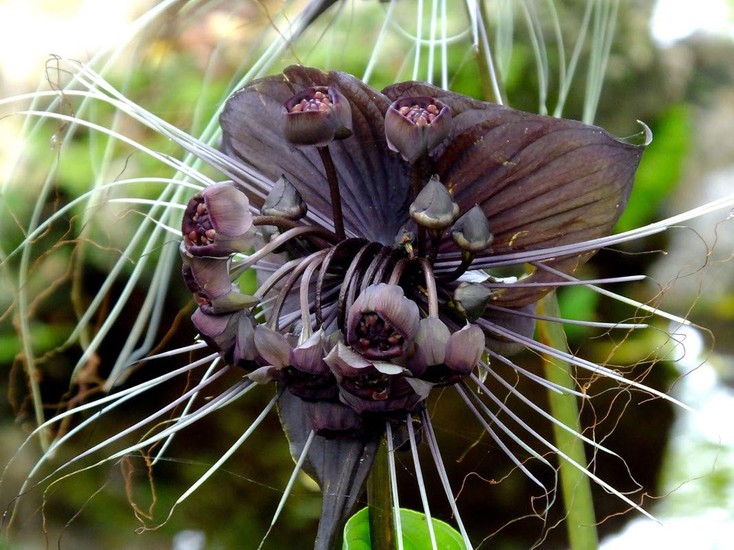 Water Grape Tacca palmata for planting in tropical garden
