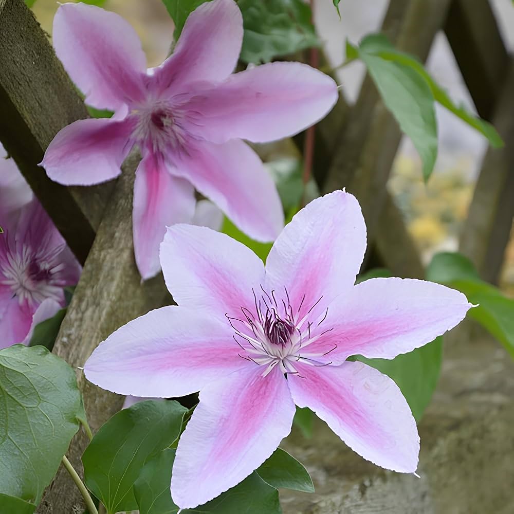 Clematis Vitalba Seeds for planting in trellis garden