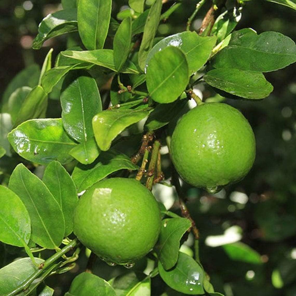 Palm Beach Medicinal Herbs Key Lime Tree Seeds (Citrus Aurantifolia)Seeds Best Selling