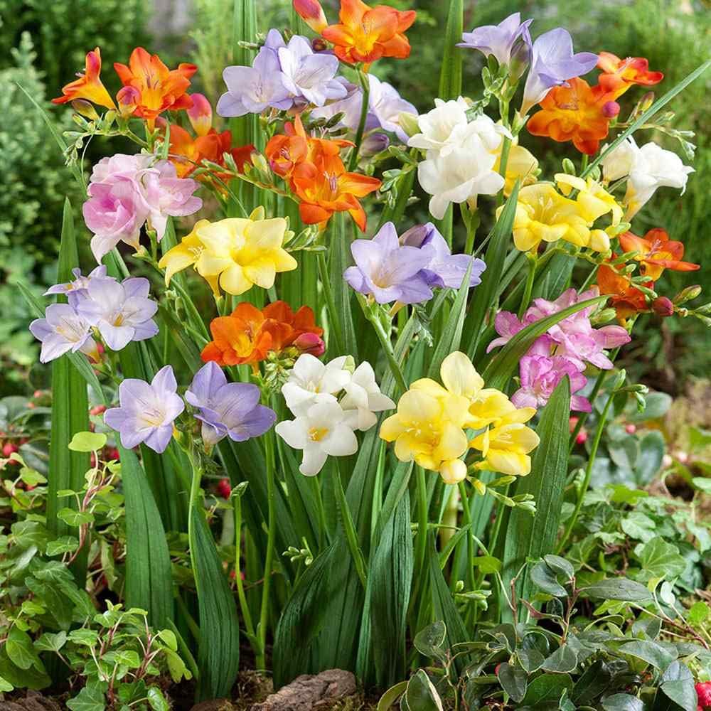 Mixed Freesia Flower seeds for Planting - Hardy Variety, Heirloom & GMO Free Seeds for Home Garden
 
 Sale seeds for planting in home garden